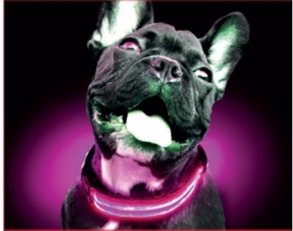 Picture of FREEDOG LED COLLAR